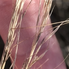 Austrostipa scabra (Corkscrew Grass, Slender Speargrass) at Red Hill, ACT - 22 May 2022 by Tapirlord