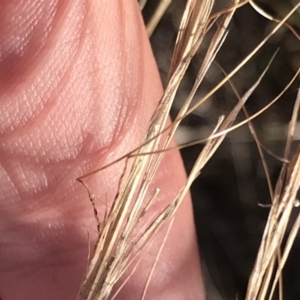 Austrostipa scabra at Red Hill, ACT - 22 May 2022