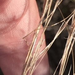 Austrostipa scabra at Red Hill, ACT - 22 May 2022