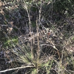 Austrostipa scabra at Red Hill, ACT - 22 May 2022