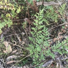 Cheilanthes sieberi subsp. sieberi (Narrow Rock Fern) at Federal Golf Course - 22 May 2022 by Tapirlord