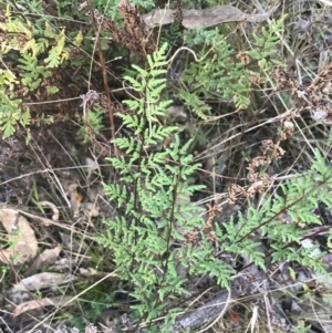 Cheilanthes sieberi subsp. sieberi at Red Hill, ACT - 22 May 2022