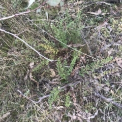 Cheilanthes sieberi subsp. sieberi at Red Hill, ACT - 22 May 2022 02:42 PM