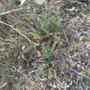 Cheilanthes sieberi subsp. sieberi at Red Hill, ACT - 22 May 2022