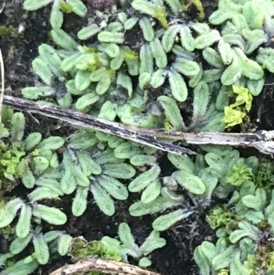 Riccia sp. (genus) (Liverwort) at Federal Golf Course - 22 May 2022 by Tapirlord