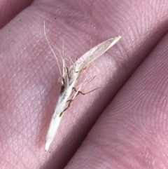 Rytidosperma pilosum at Garran, ACT - 22 May 2022