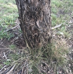 Rytidosperma pilosum at Garran, ACT - 22 May 2022