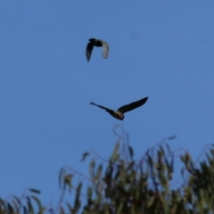 Callocephalon fimbriatum (Gang-gang Cockatoo) at Yackandandah, VIC - 19 Jun 2022 by KylieWaldon