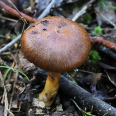 Unidentified Cap on a stem; gills below cap [mushrooms or mushroom-like] at Yackandandah, VIC - 19 Jun 2022 by KylieWaldon