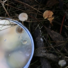 Unidentified Cap on a stem; gills below cap [mushrooms or mushroom-like] at Yackandandah, VIC - 19 Jun 2022 by KylieWaldon