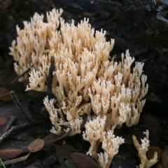 Unidentified Coralloid fungus, markedly branched at Yackandandah, VIC - 19 Jun 2022 by KylieWaldon