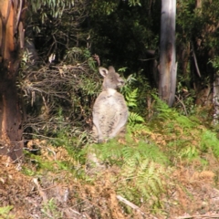 Macropus giganteus (Eastern Grey Kangaroo) at Cotter River, ACT - 18 Jun 2022 by MatthewFrawley