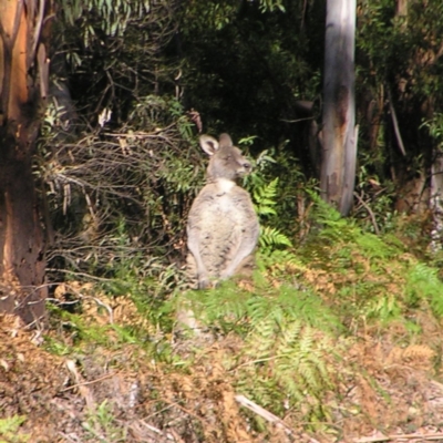 Macropus giganteus (Eastern Grey Kangaroo) at Cotter River, ACT - 18 Jun 2022 by MatthewFrawley