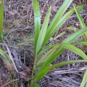 Dianella tasmanica at Uriarra, NSW - 18 Jun 2022