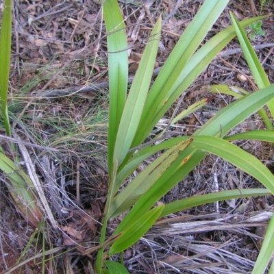 Dianella tasmanica (Tasman Flax Lily) at Uriarra, NSW - 18 Jun 2022 by MatthewFrawley