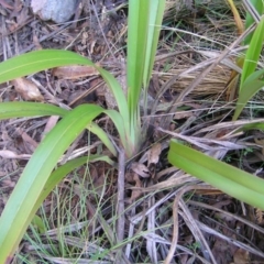 Dianella tasmanica at Uriarra, NSW - 18 Jun 2022