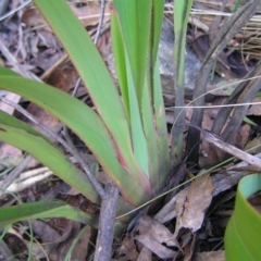 Dianella tasmanica at Uriarra, NSW - 18 Jun 2022