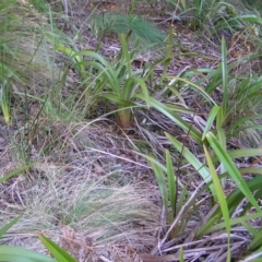 Dianella tasmanica at Uriarra, NSW - 18 Jun 2022