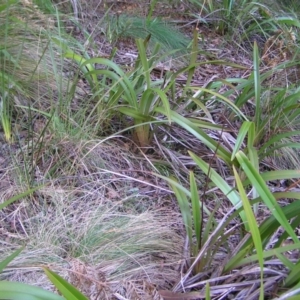 Dianella tasmanica at Uriarra, NSW - 18 Jun 2022