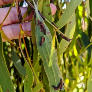 Delias harpalyce at Stromlo, ACT - 19 Jun 2022