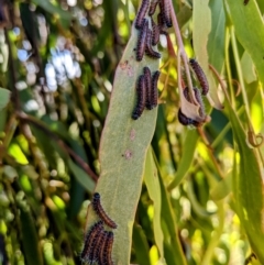 Delias harpalyce at Stromlo, ACT - suppressed