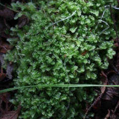 Unidentified Moss, Lichen, Liverwort, etc at Yackandandah, VIC - 19 Jun 2022 by KylieWaldon