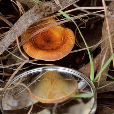 Unidentified Cap on a stem; gills below cap [mushrooms or mushroom-like] at Yackandandah, VIC - 19 Jun 2022 by KylieWaldon