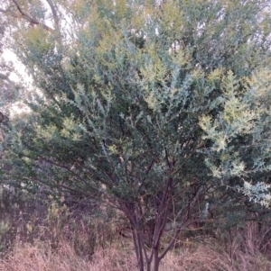 Acacia cultriformis at Watson, ACT - 19 Jun 2022 03:44 PM