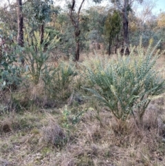 Acacia cultriformis at Watson, ACT - 19 Jun 2022 03:44 PM