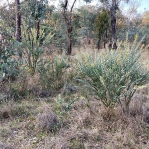 Acacia cultriformis at Watson, ACT - 19 Jun 2022 03:44 PM