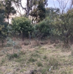 Acacia cultriformis at Watson, ACT - 19 Jun 2022