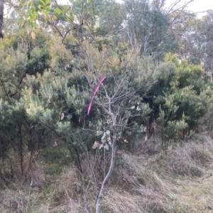 Acacia boormanii at Watson, ACT - 19 Jun 2022