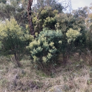 Acacia boormanii at Watson, ACT - 19 Jun 2022