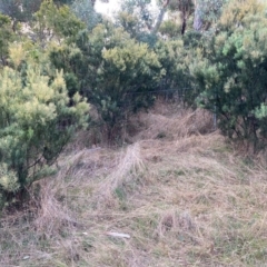 Acacia boormanii at Watson, ACT - 19 Jun 2022 03:43 PM