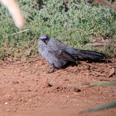 Struthidea cinerea (Apostlebird) at Carrathool, NSW - 18 Jun 2022 by Darcy