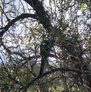 Barnardius zonarius at Carrathool, NSW - 18 Jun 2022