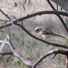 Manorina flavigula (Yellow-throated Miner) at Carrathool, NSW - 19 Jun 2022 by Darcy