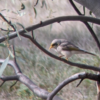 Manorina flavigula (Yellow-throated Miner) at Carrathool, NSW - 19 Jun 2022 by Darcy
