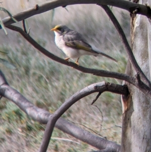 Manorina flavigula at Carrathool, NSW - 19 Jun 2022