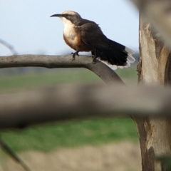 Pomatostomus temporalis (Grey-crowned Babbler) at Carrathool, NSW - 19 Jun 2022 by Darcy