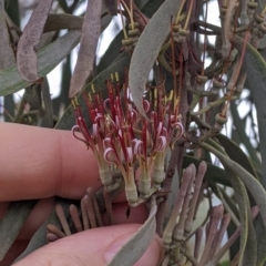Amyema quandang var. quandang (Grey Mistletoe) at Warburn, NSW - 19 Jun 2022 by Darcy
