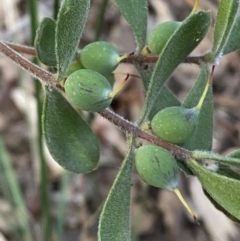 Persoonia rigida (Hairy Geebung) at Jerrabomberra, NSW - 19 Jun 2022 by SteveBorkowskis