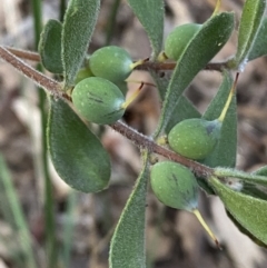 Persoonia rigida (Hairy Geebung) at Jerrabomberra, NSW - 19 Jun 2022 by Steve_Bok