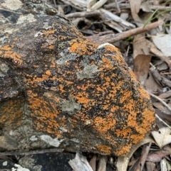 Caloplaca sp. (Firedot Lichen) at Googong, NSW - 19 Jun 2022 by SteveBorkowskis