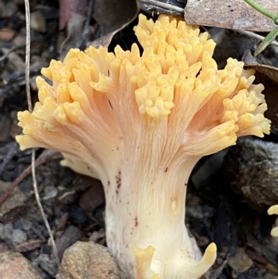 Ramaria sp. (A Coral fungus) at Googong, NSW - 19 Jun 2022 by Steve_Bok