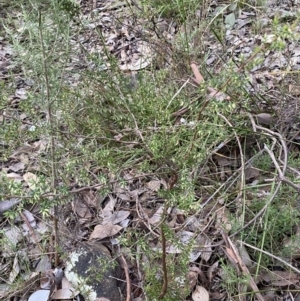 Styphelia fletcheri subsp. brevisepala at Googong, NSW - 19 Jun 2022 04:01 PM