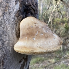 Laetiporus portentosus (White Punk) at Googong, NSW - 19 Jun 2022 by SteveBorkowskis