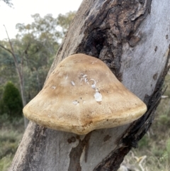 Laetiporus portentosus at Googong, NSW - 19 Jun 2022 03:47 PM