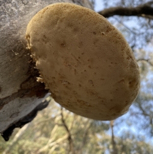 Laetiporus portentosus at Googong, NSW - 19 Jun 2022 03:47 PM