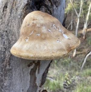 Laetiporus portentosus at Googong, NSW - 19 Jun 2022